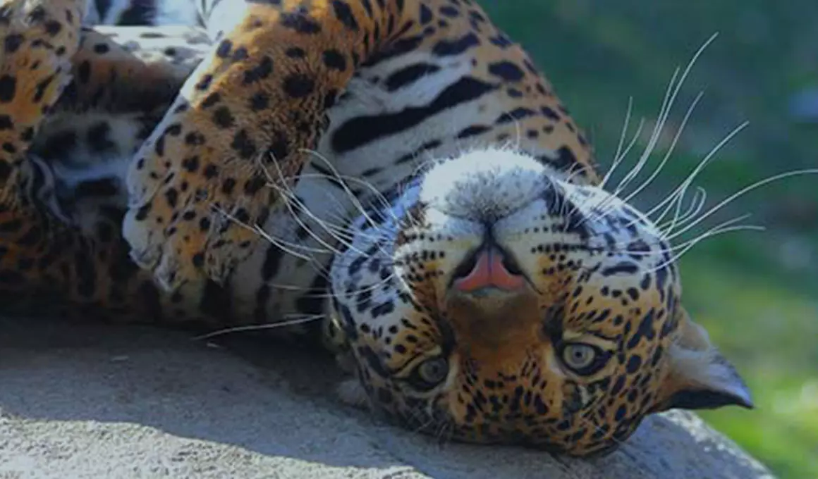 Image of leopard laying on its back